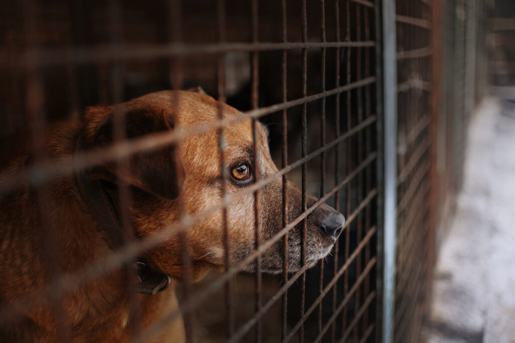 Looking Glass Animal Rescue logo